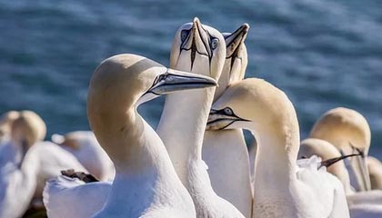 开云官网-射手榜巴坎布的救赎与韦世豪的“过山车”生涯